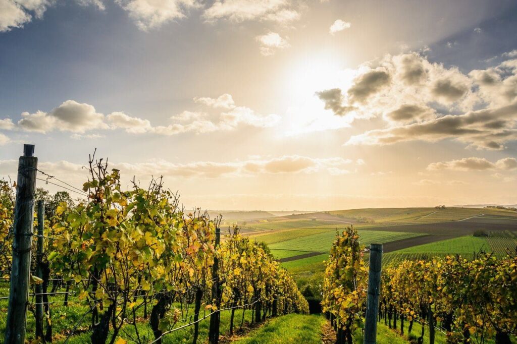 Wine Maven | pathway under clouds and blue sky 1277181