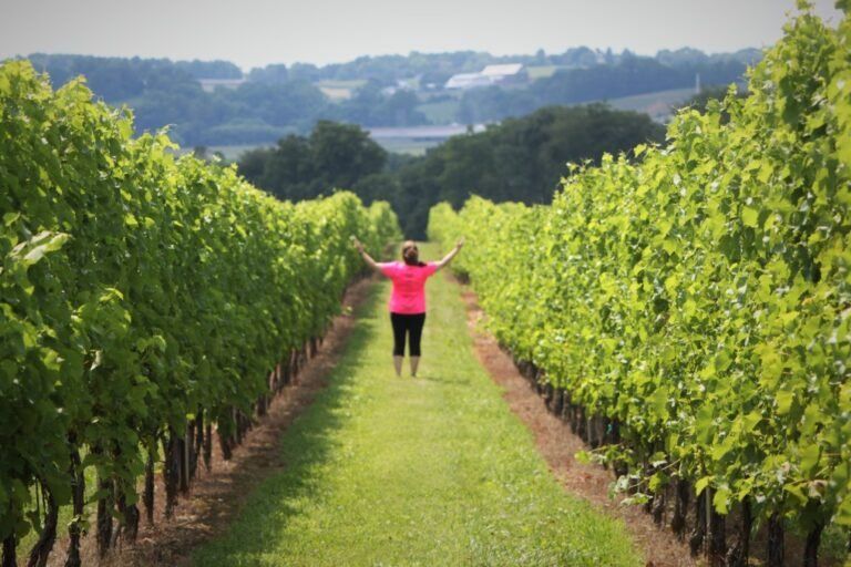 Wine Maven | country side vineyards t20 neLrp8