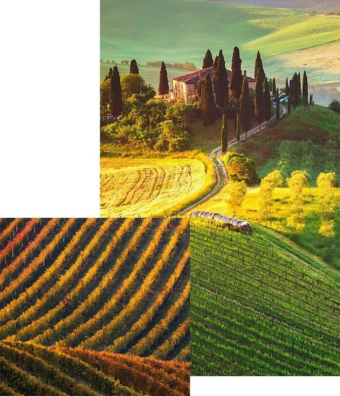 Wine Maven | wine gen img 1